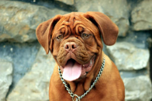 fidog vitality פידוג ויטליטי לכלב בינוני בולדוג - אוכל לכלבים מומלץ בולדוג משלוחים לכל הארץ